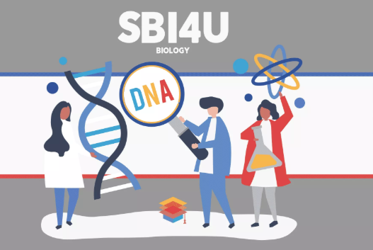 加拿大OSSD生物(SBI3U/SBI4U)课程内容详解